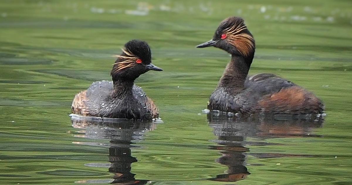 Black-necked grebes spotted in Moses Gate Country Park