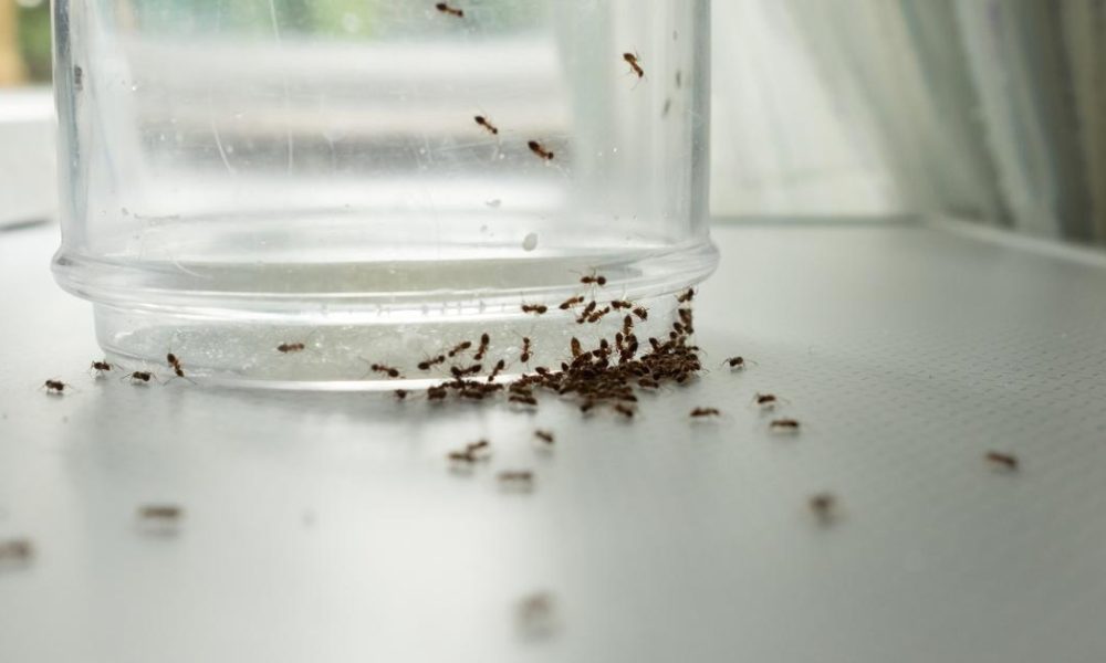 Simple and cheap hack to get rid of ants from your home