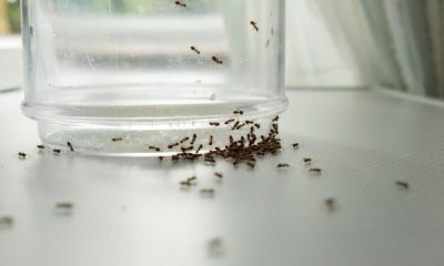 Simple and cheap hack to get rid of ants from your home