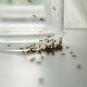 Simple and cheap hack to get rid of ants from your home