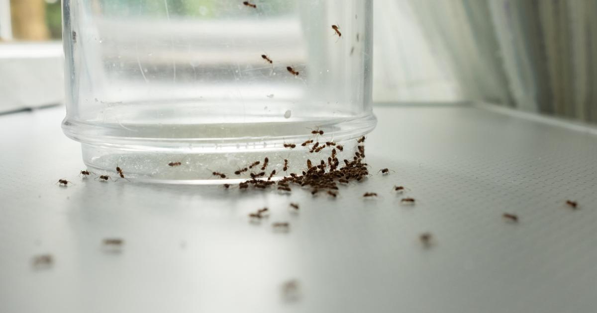 Simple and cheap hack to get rid of ants from your home