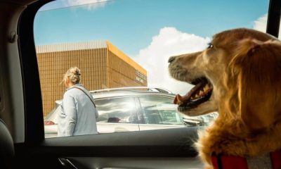 Dog locked in a hot car? Here's what the RSPCA says you should do