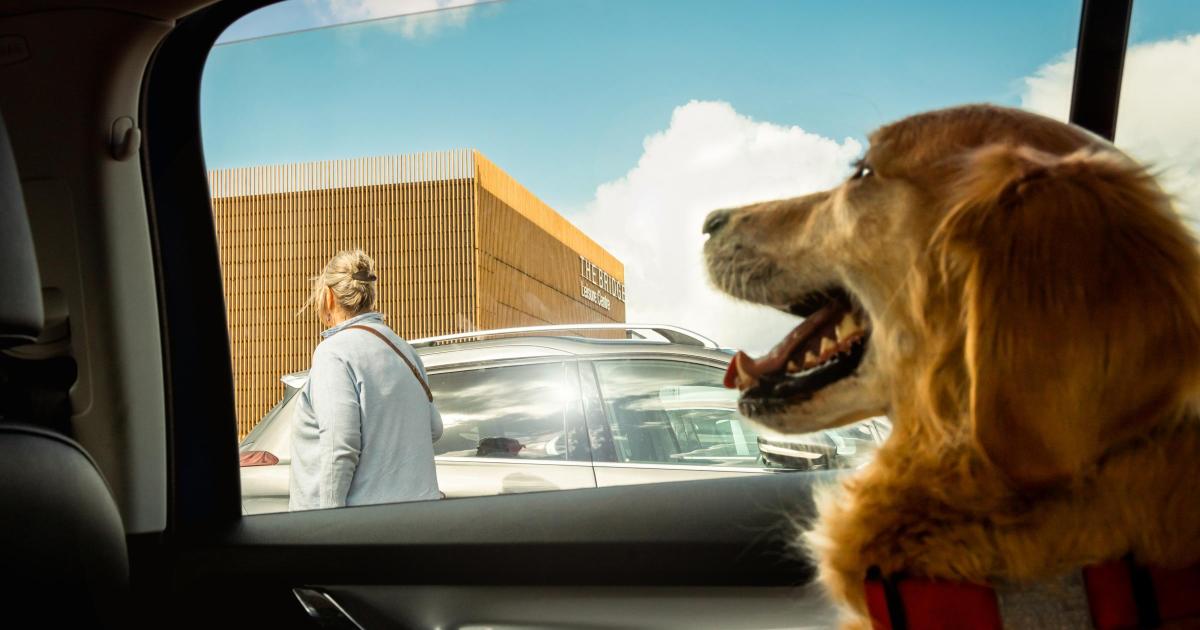 Dog locked in a hot car? Here's what the RSPCA says you should do
