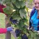 Brew York and Goose Beck Vineyard speakers at free event