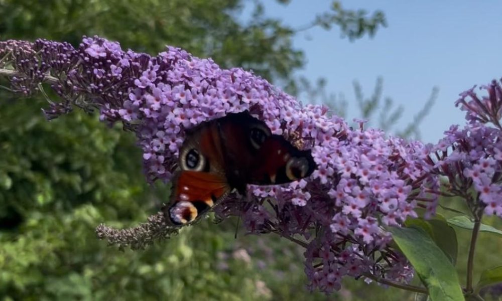 The Bolton canal walk where you can spot beautiful butterflies