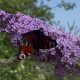 The Bolton canal walk where you can spot beautiful butterflies