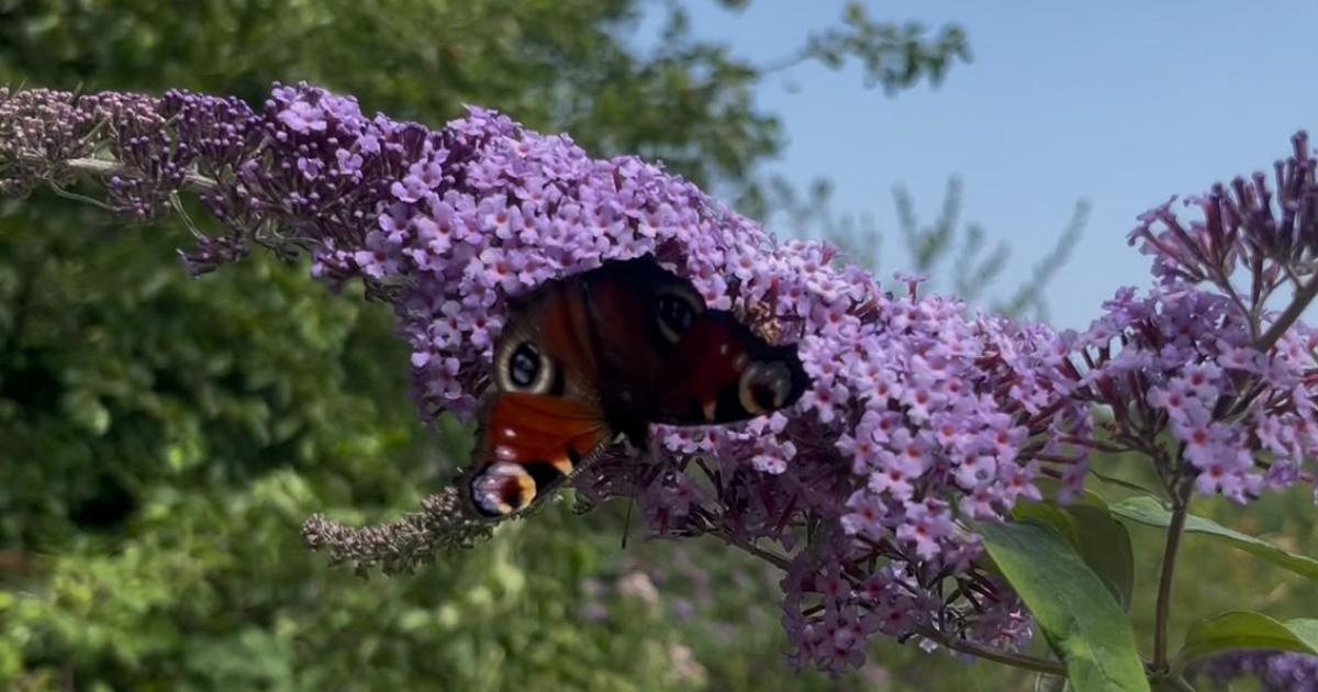 The Bolton canal walk where you can spot beautiful butterflies