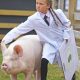 Pictures - Great Yorkshire Show 2026 at Yorkshire Showground