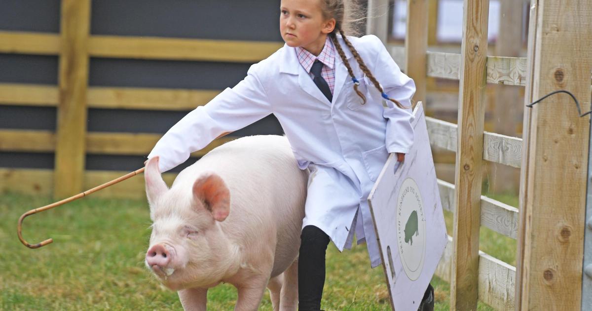 Pictures - Great Yorkshire Show 2026 at Yorkshire Showground