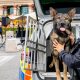 Trafford Centre emergency services event returns this summer