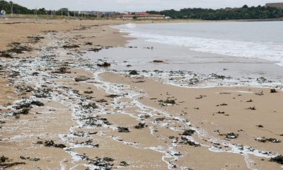 Thousands of plastic pellets on Littlehaven beach after ship crash