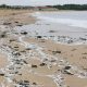 Thousands of plastic pellets on Littlehaven beach after ship crash