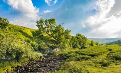 County Durham birch nominated for Tree of the Year