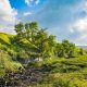 County Durham birch nominated for Tree of the Year