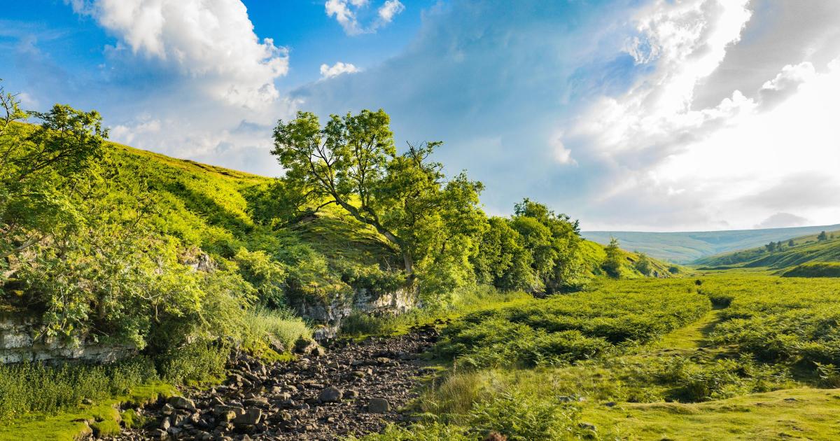 County Durham birch nominated for Tree of the Year