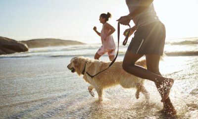 Vet issues warning to dog owners taking dogs to the beach