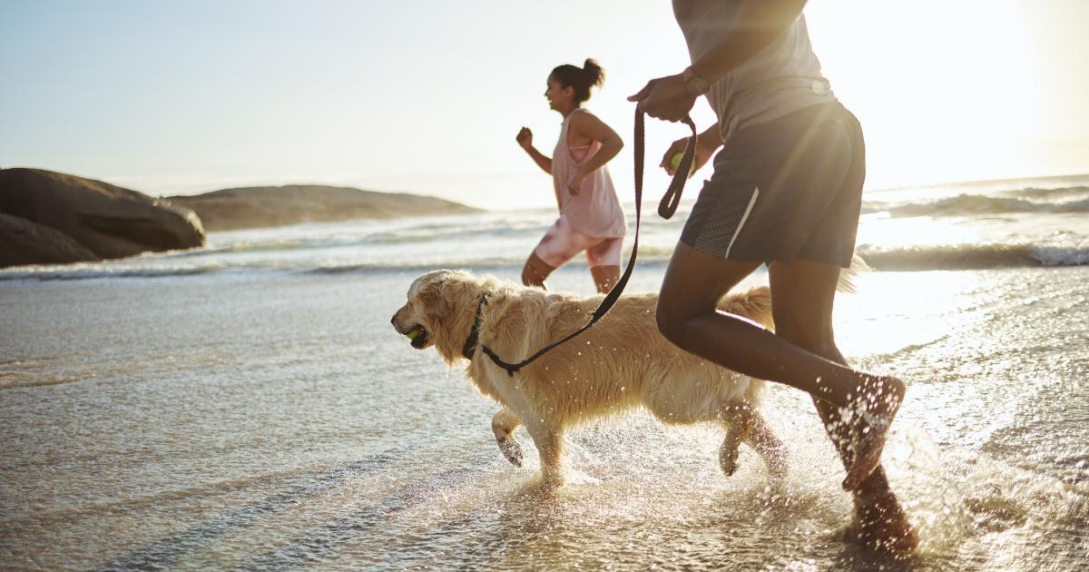Vet issues warning to dog owners taking dogs to the beach
