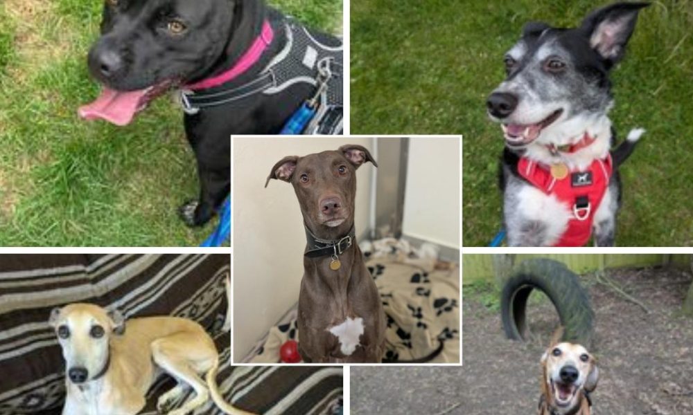 Five dogs looking for new homes at RSPCA Great Ayton