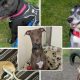 Five dogs looking for new homes at RSPCA Great Ayton