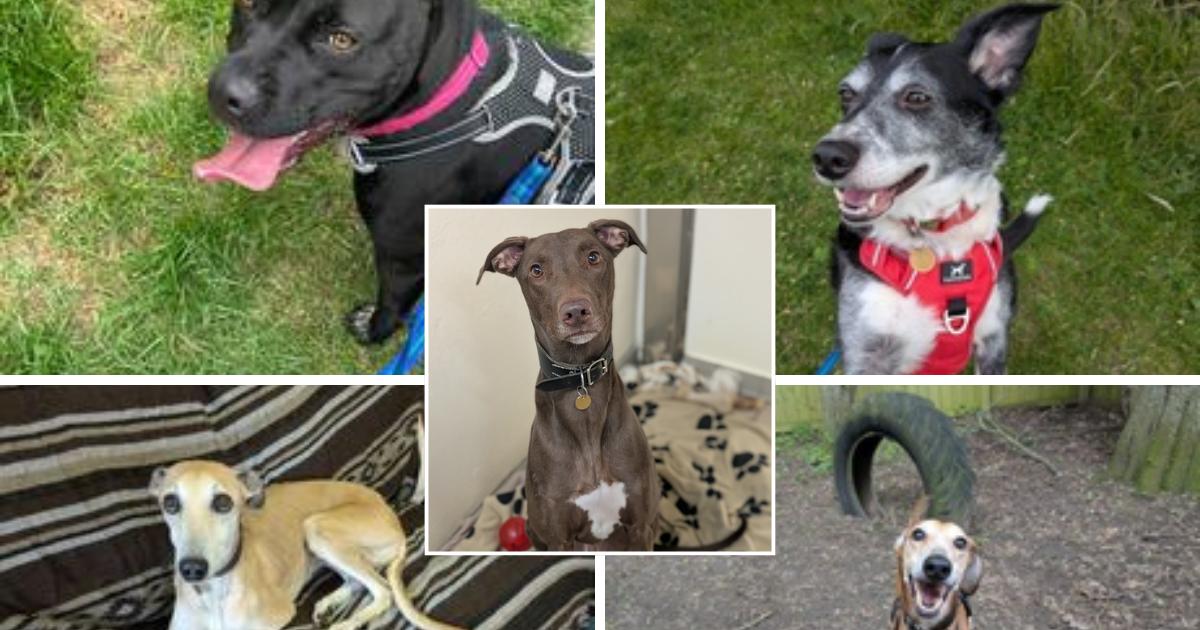 Five dogs looking for new homes at RSPCA Great Ayton