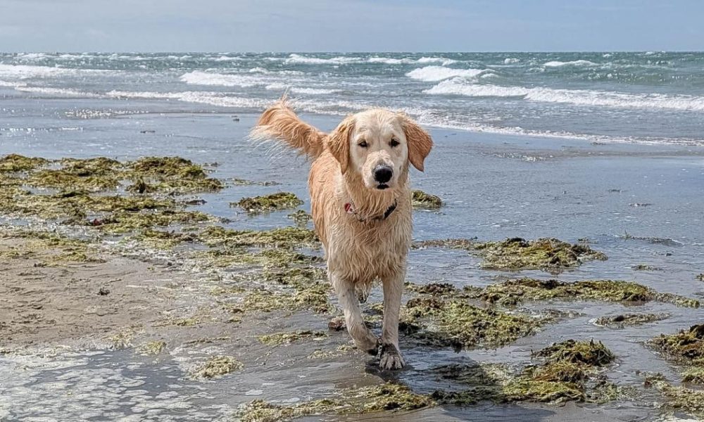 Beach dangers for dogs - York vet warns pet owners