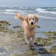 Beach dangers for dogs - York vet warns pet owners