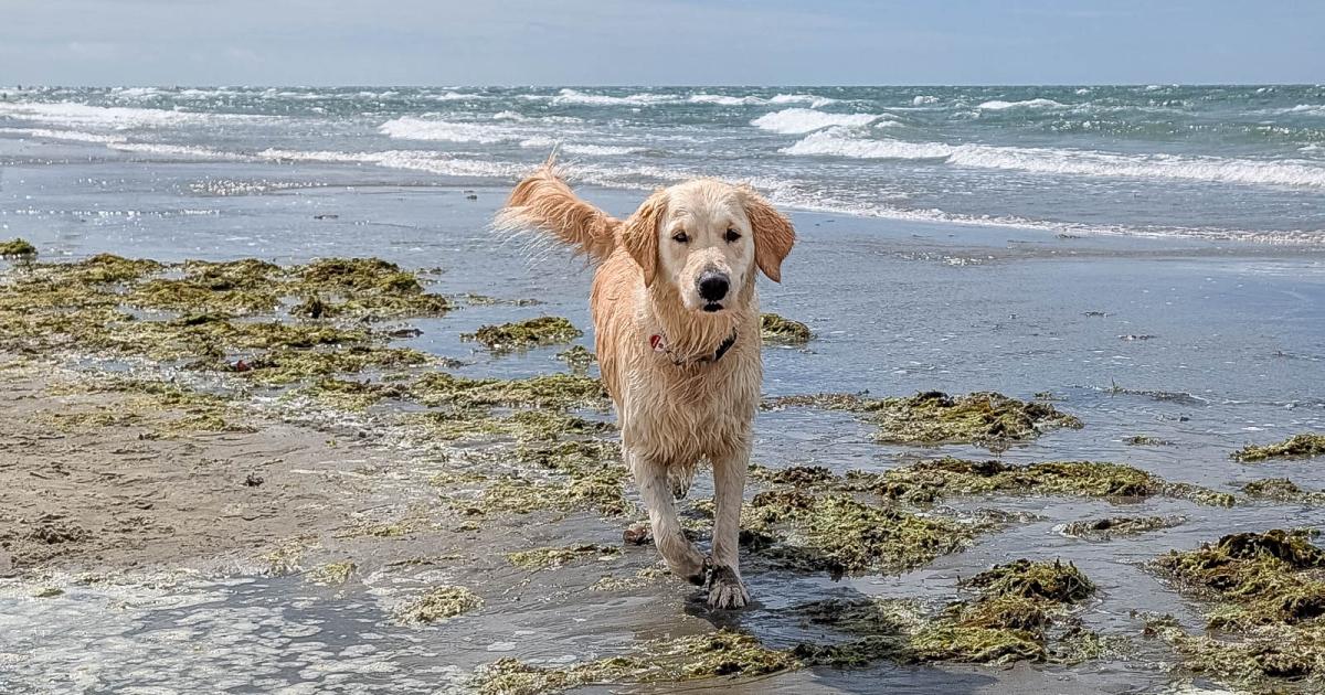 Beach dangers for dogs - York vet warns pet owners