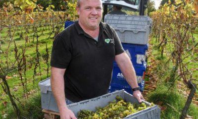 North Yorkshire vineyards report on 2026 harvest prospects