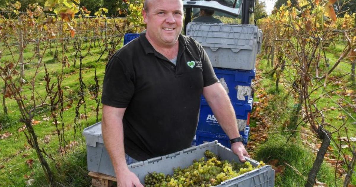 North Yorkshire vineyards report on 2026 harvest prospects