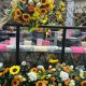 Lucia in York unveils summer terrace with Veuve Clicquot