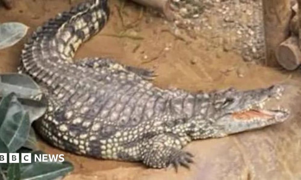 A crocodile with its mouth open in an enclosure near a wooden walkway going through the centre