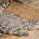 A crocodile with its mouth open in an enclosure near a wooden walkway going through the centre