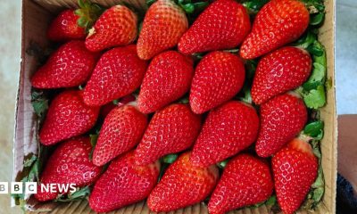 Large red strawberries in a box.