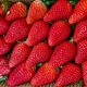 Large red strawberries in a box.