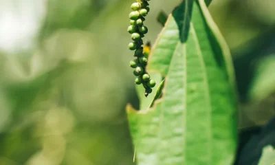 The plant close-up