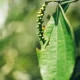 The plant close-up