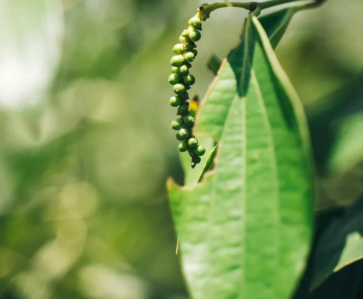 The plant close-up
