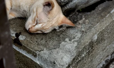 Pet Expert Explains Why Cats Love Concrete Slabs