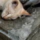 Pet Expert Explains Why Cats Love Concrete Slabs