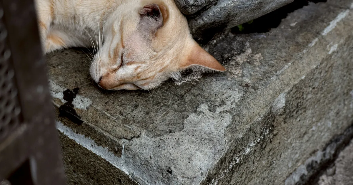 Pet Expert Explains Why Cats Love Concrete Slabs