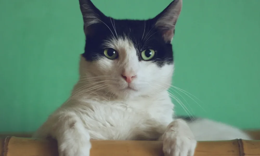 Cats Could Help Our Brains Age Better, Researchers Say