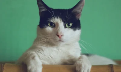 Cats Could Help Our Brains Age Better, Researchers Say