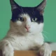 Cats Could Help Our Brains Age Better, Researchers Say
