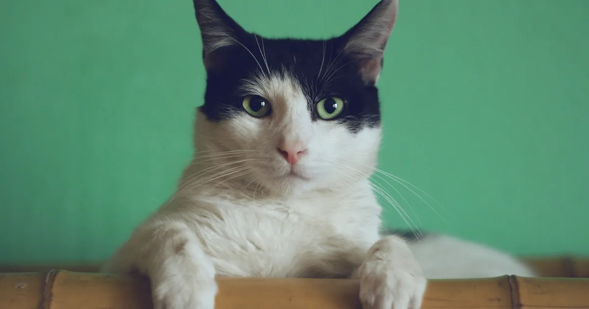 Cats Could Help Our Brains Age Better, Researchers Say