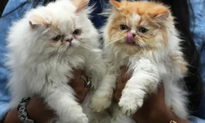 Researchers Explain How Owning A Cat Can Boost Your Health