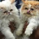 Researchers Explain How Owning A Cat Can Boost Your Health