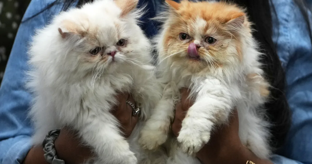 Researchers Explain How Owning A Cat Can Boost Your Health