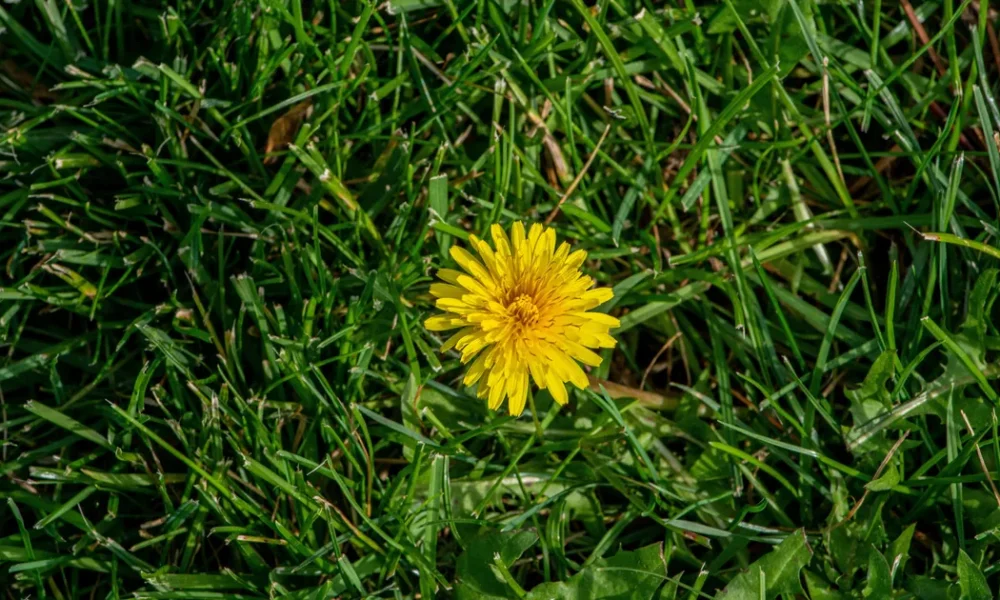 How To Fireproof Your Garden In A Heatwave