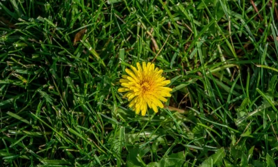 How To Fireproof Your Garden In A Heatwave