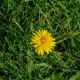 How To Fireproof Your Garden In A Heatwave